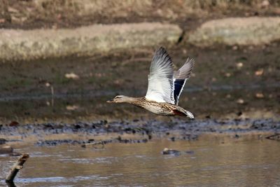 Seagull flying over lake