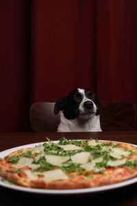 Close-up of dog enjoying pizza in italian restaurant