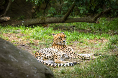 Cat relaxing on field