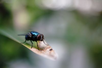 Close-up of insect on leaf