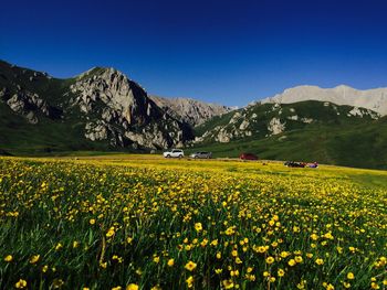 Scenic view of flowering plants on field against clear blue sky