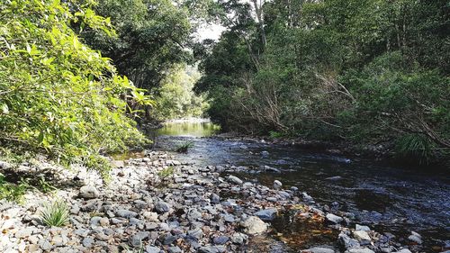 River flowing through rocks in forest