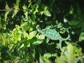 Close-up of insect on plant