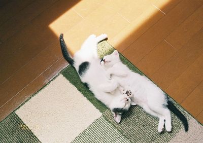 High angle view of cat sleeping on tiled floor