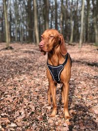 Dog looking away in forest