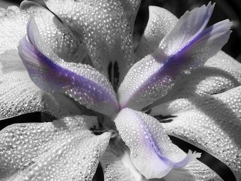 Close-up of water drops on flower