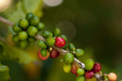 Coffee bean coffea arabica caturra grows in southern florida