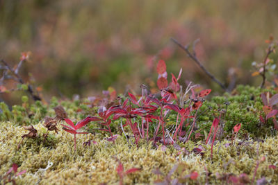 Close-up of red flowers growing on field