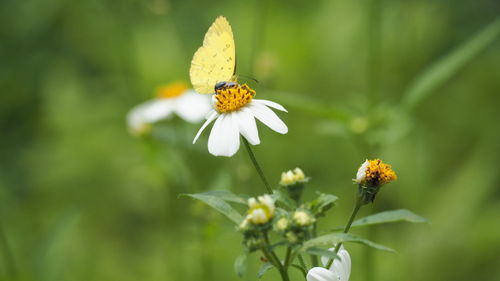 Close-up of butterfly pollinating on flower