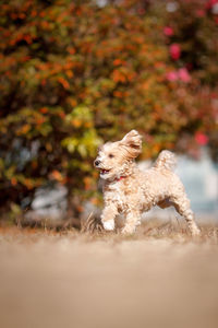 Dog looking away on field during autumn