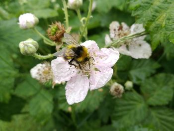 Close-up of bee on flower