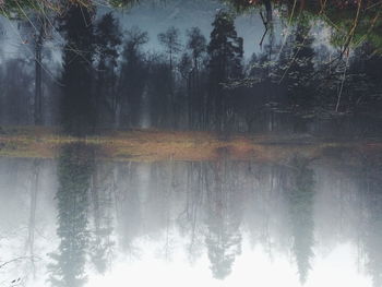 Scenic view of lake against trees in forest