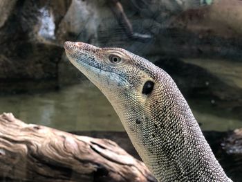 Close-up of lizard in zoo