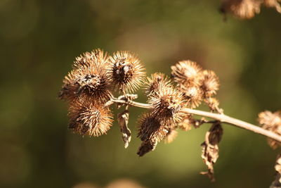 Close-up of wilted plant