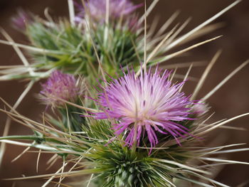 Close-up of pink flowering plants