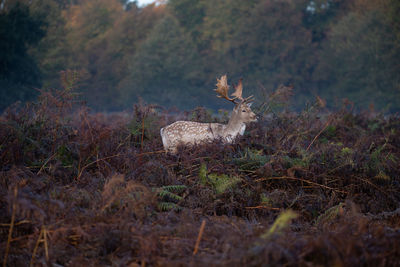 View of deer in forest