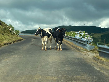 View of cows on road against cloudy sky