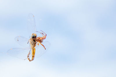 Dragonfly hunting spider in sky