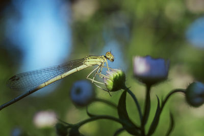 Close-up of dragonfly on plant