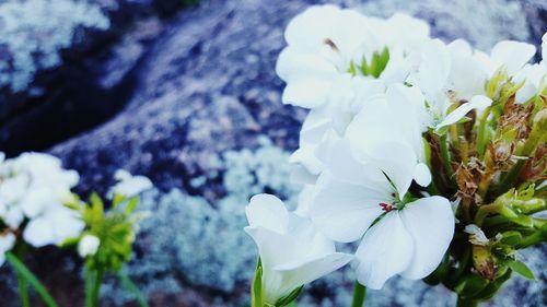 Close-up of white flowers blooming outdoors