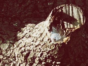 Close-up of lizard on tree trunk