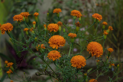 Close-up of flowering plants