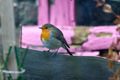 Close-up of bird perching on wood