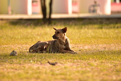 View of dog resting on field