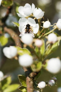 Close-up of bee on white flower