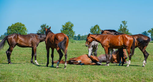 Horse grazing on field against clear sky