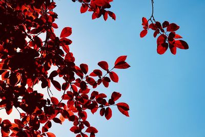 Red tree leaves in springtime