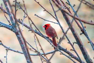 Close-up of bird perching on branch