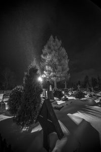 Trees in city at night during winter