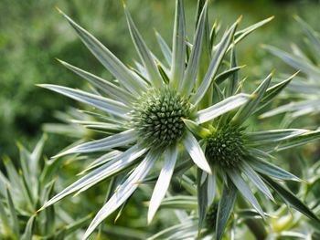 Close-up of flowering plant on field