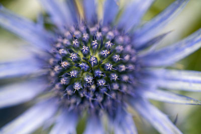 Close-up of purple flowering plant