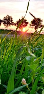 Close-up of crops growing on field against sky