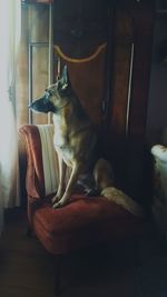 Dog sitting on window sill