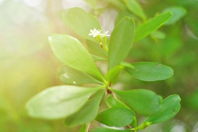 Close-up of green leaves on plant