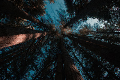 Low angle view of trees in forest