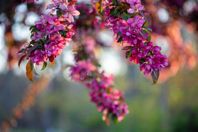 Close-up of pink flowers