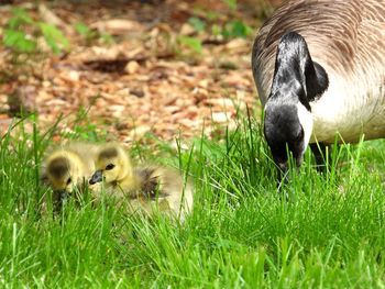 Canada goose mother and 2 goslings