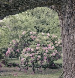 View of flower tree