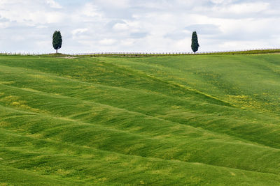 Scenic view of grassy field against sky