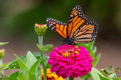 Closeup of a monarch butterfly pollinating a bright pink zinnia flower - michigan