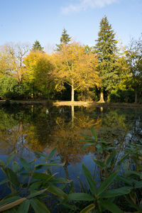 Scenic view of lake by trees against sky