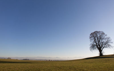 Scenic view of agricultural field against clear sky