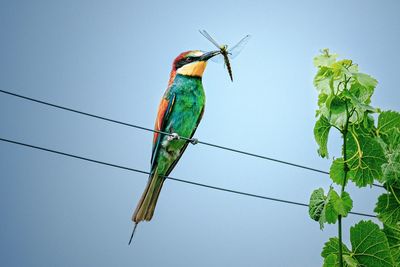 Low angle view of bird perching on plant against sky