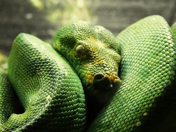 Close-up of snake