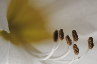 Close-up view of leaf