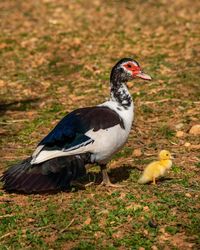 Close-up of duck on field